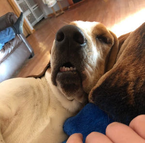 Meet your Posher, Gunner basset